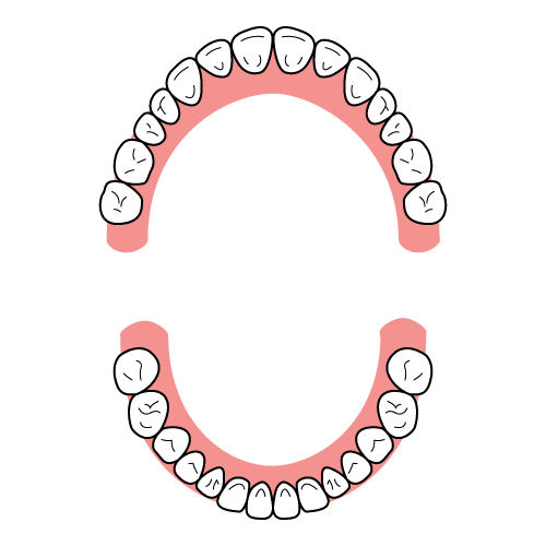 歯がすき間なくアーチ状に並んでいる